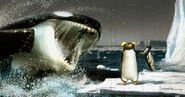 Killer Whale | The Parody Wiki | FANDOM powered by Wikia