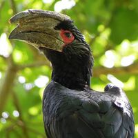 Trumpeter Hornbill The Parody Wiki Fandom