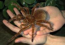 Brazilian-Giant-Tawny-Red-Tarantula