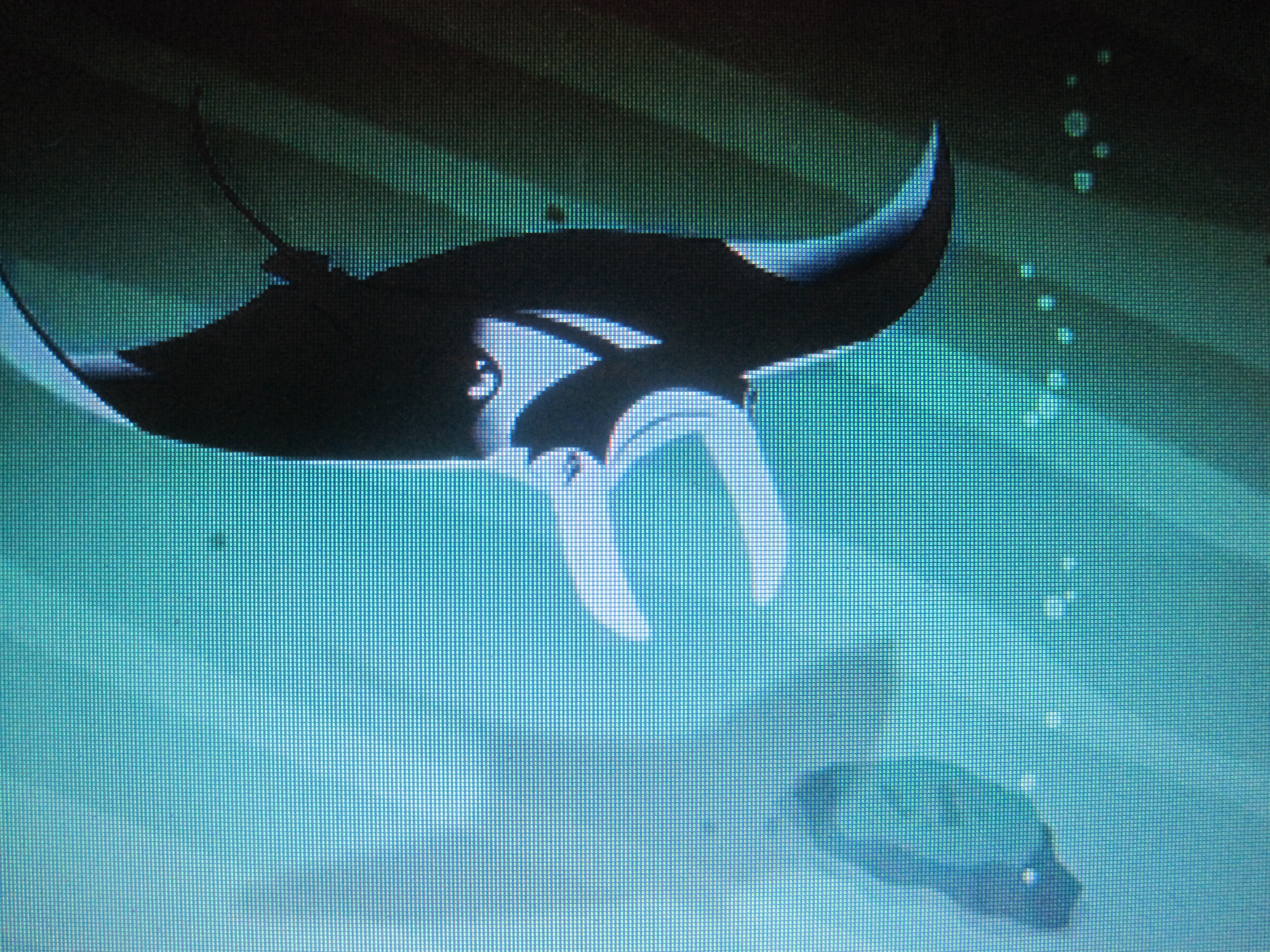 boy feeds giant manta ray