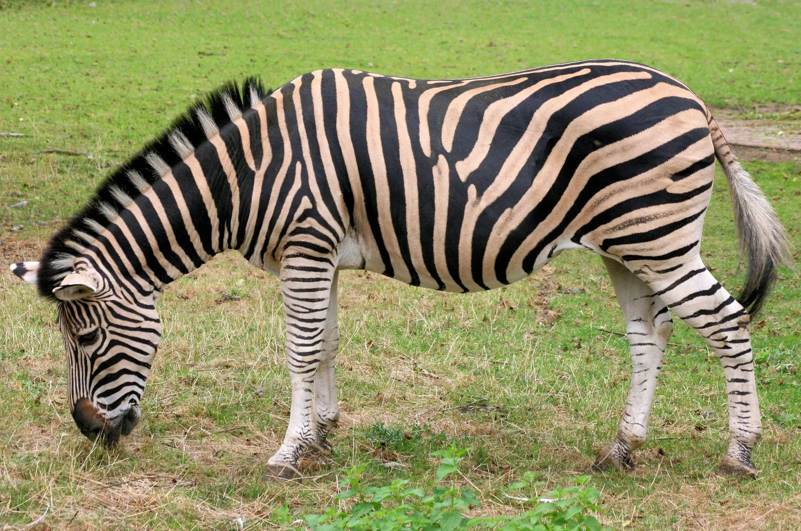 Chapman's Zebra The Parody Wiki FANDOM powered by Wikia