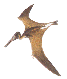 Pterodactylus