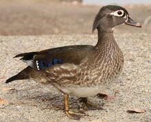 Wood Duck The Parody Wiki Fandom Powered By Wikia