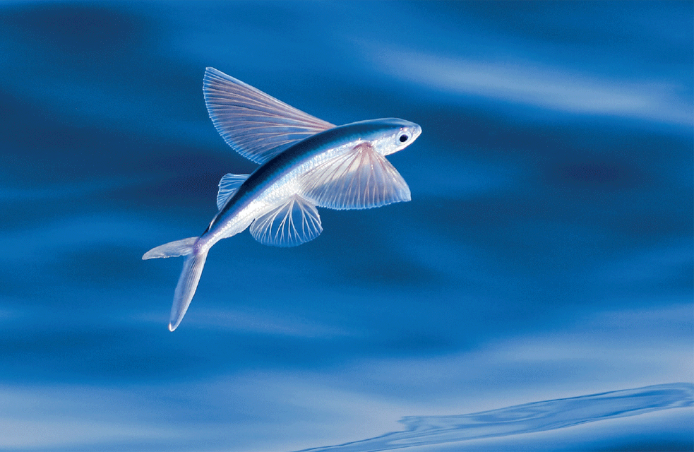 Flying Fish The Parody Wiki FANDOM powered by Wikia
