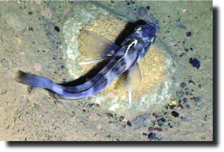 Spiny Icefish The Parody Wiki Fandom