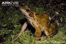 Frog, Common