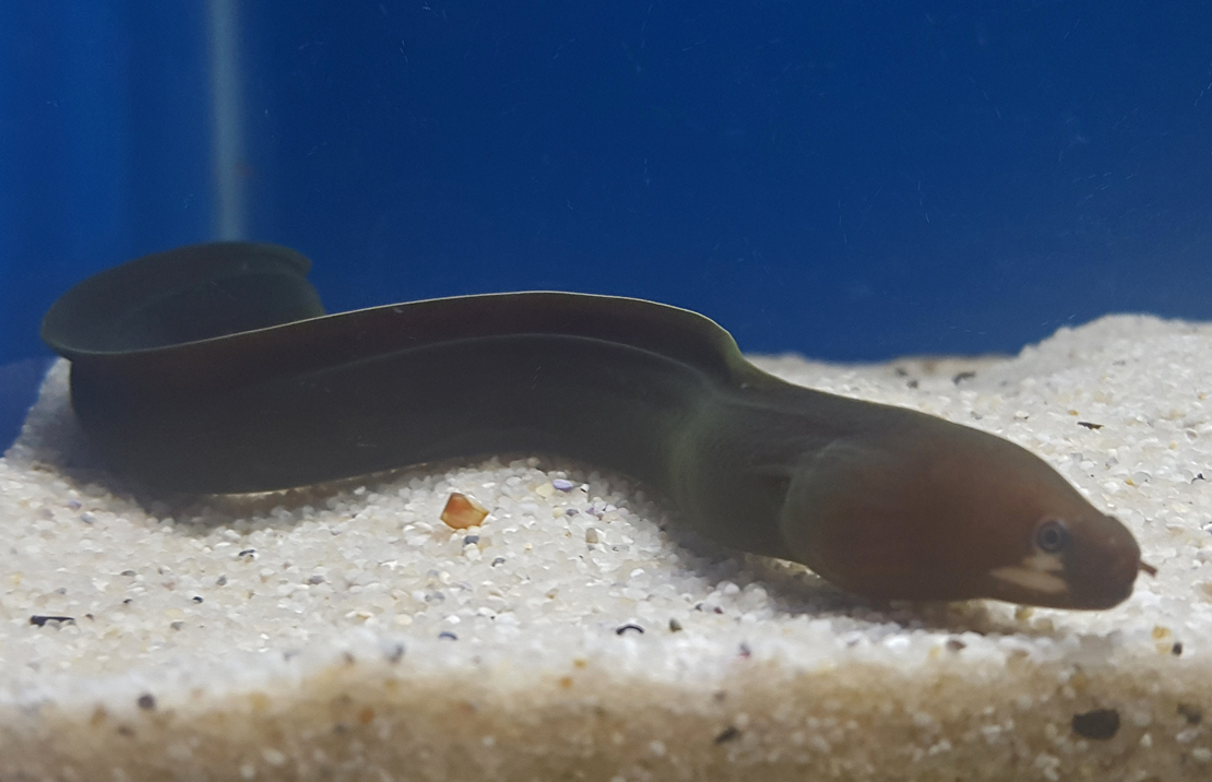 PinkLipped Moray Eel The Parody Wiki Fandom