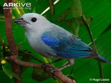 Blue-grey-tanager-perched