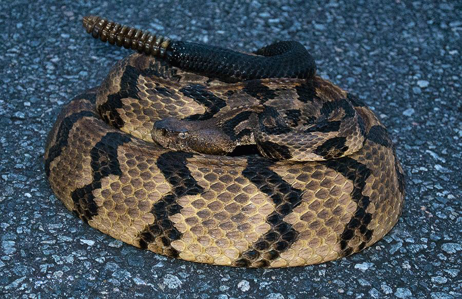 Timber Rattlesnake | The Parody Wiki | FANDOM powered by Wikia