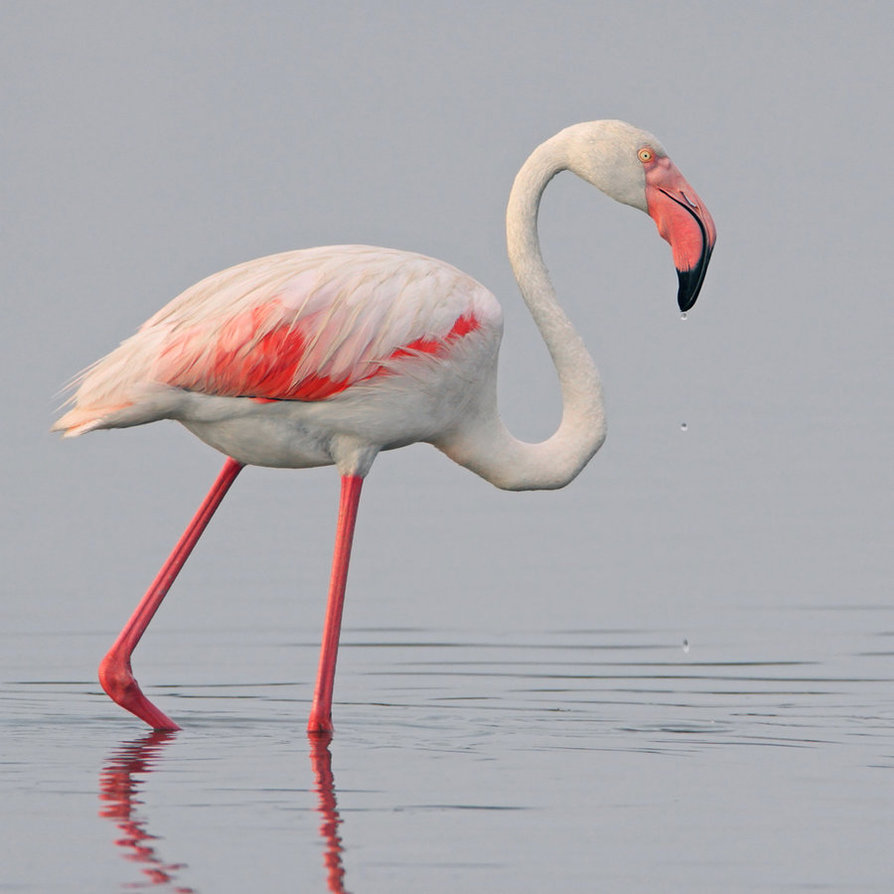 greater flamingo the wiki fandom powered by wikia christmas lane