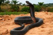 Spitting cobra, black-necked