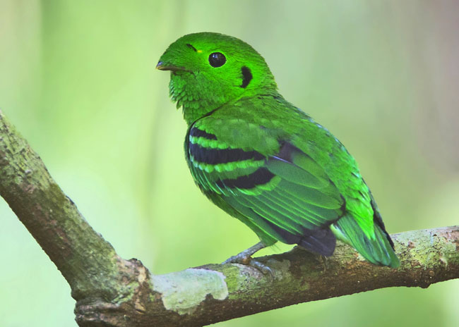 lesser green broadbill the