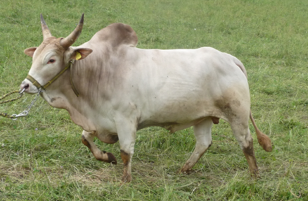 zebu the parody wiki fandom powered by wikia