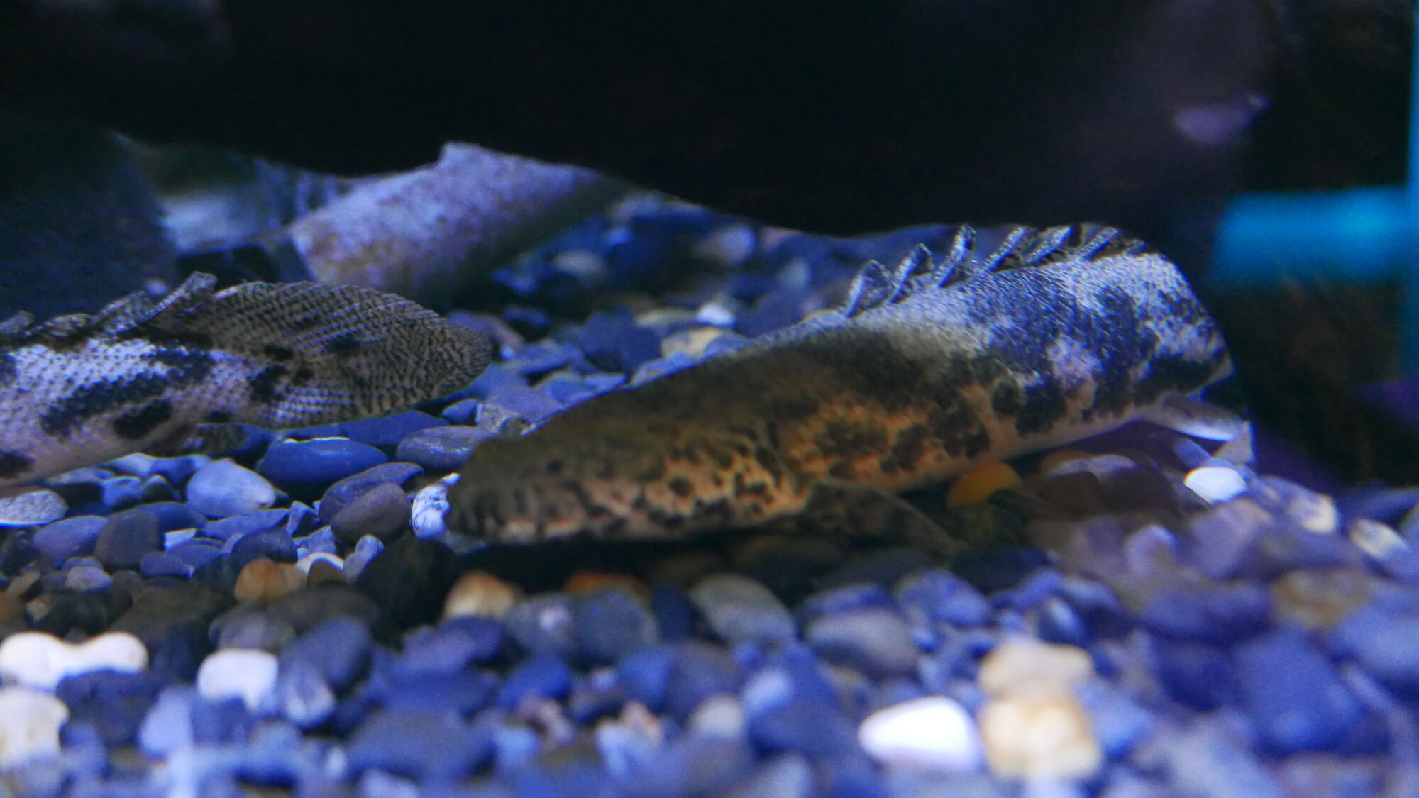 Polypterus The Parody Wiki Fandom