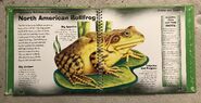American Bullfrog | The Parody Wiki | FANDOM powered by Wikia