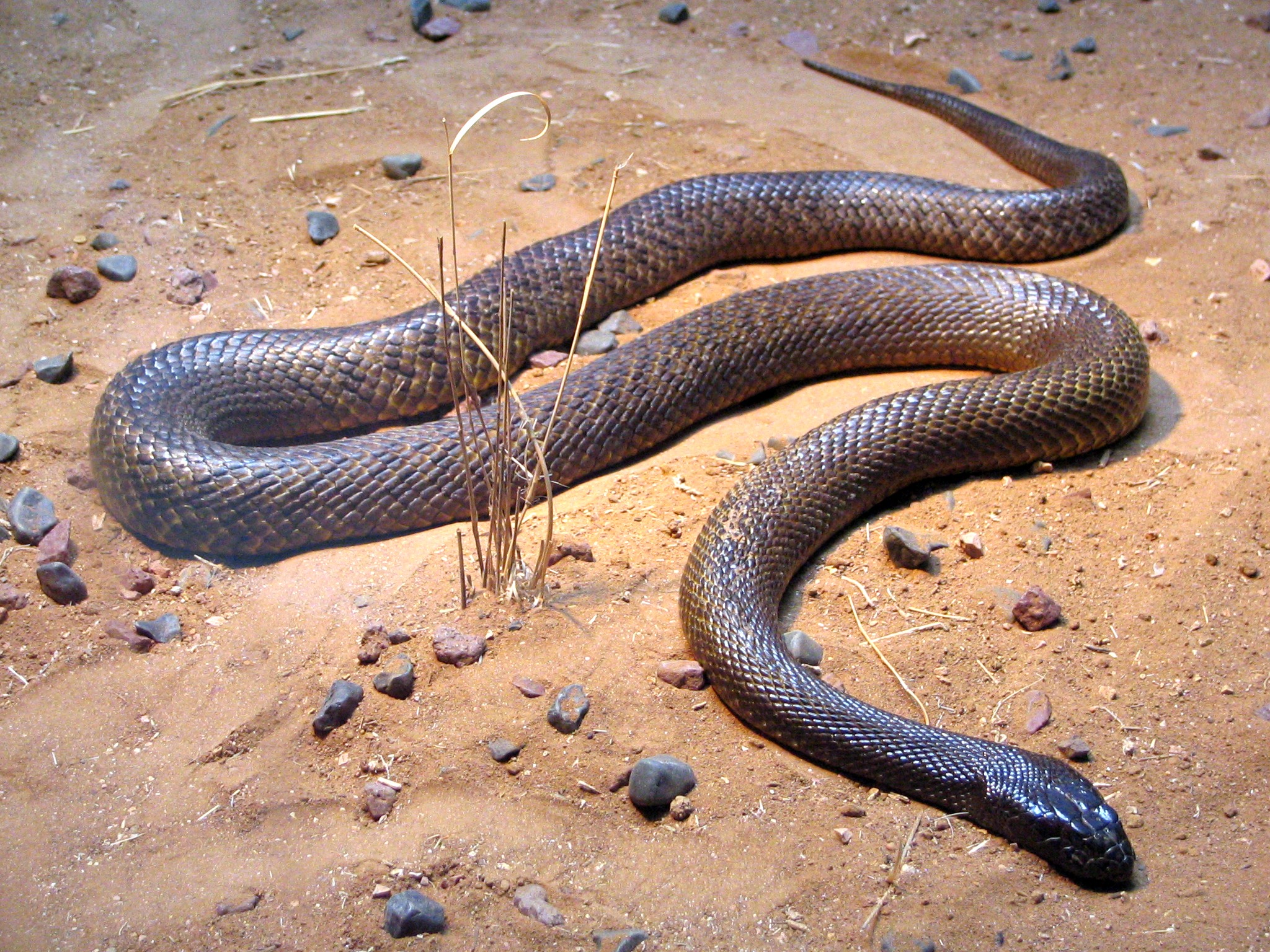 inland taipan inland taipan