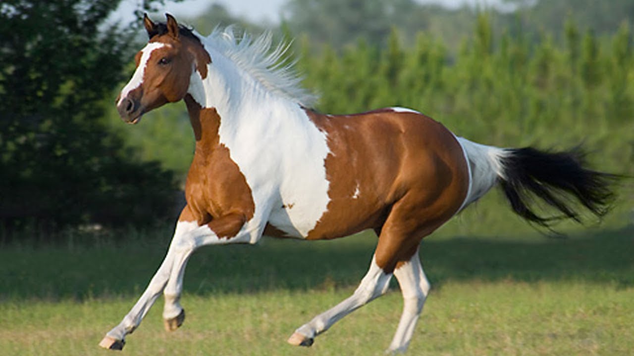 American Paint Horse american paint horse american paint apha horse american paint horse for sale painted horse breed paint mare a paint horse indian paint horse painted quarter horse paint horse characteristics american paint horse price american paint horse sso american paint horse colors sso american paint horse native american painted horses paint horse types registered paint horse american paint horse cost american paint horse characteristics the american paint horse apha paint native american horse war paint native american painted ponies indian war paint on horses the paint horse paint horse sso american paint horse for sale near me american paint colors american paint pony paint mare horse american paint quarter horse american paint for sale black and white american paint horse american paint horse black and white horse american paint paint horse association stud book american paint horse similar breeds american paint horse palomino breeds schleich american paint horse