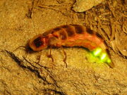 Glowworm