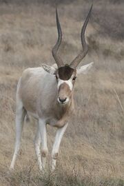 Addax