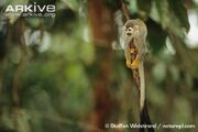 South-american-squirrel-monkey-on-branch