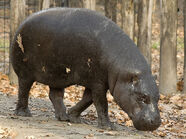 Hippopotamus, Pygmy