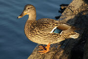 Female mallard duck by endaewen-d5r84af