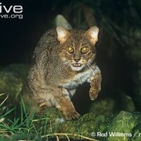 Rusty Spotted Cat The Parody Wiki Fandom