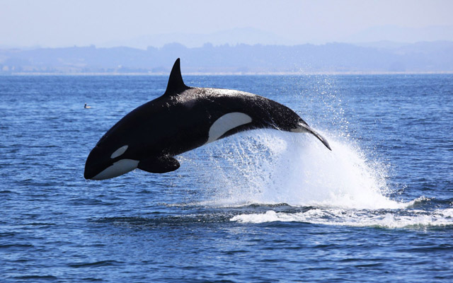 orca the parody wiki fandom powered by wikia