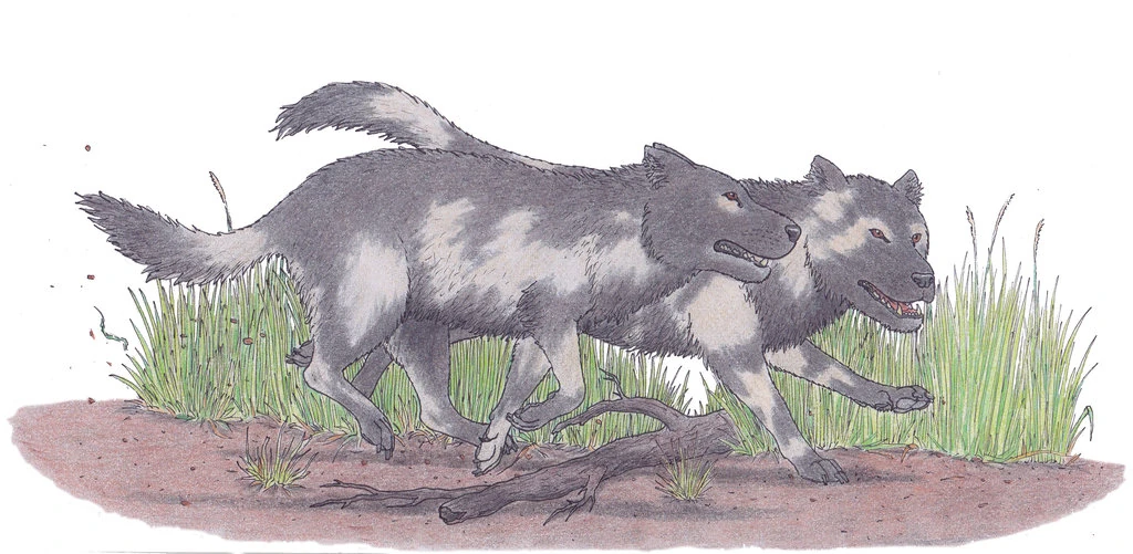 Image Protocyon.jpg The Parody Wiki FANDOM powered by Wikia