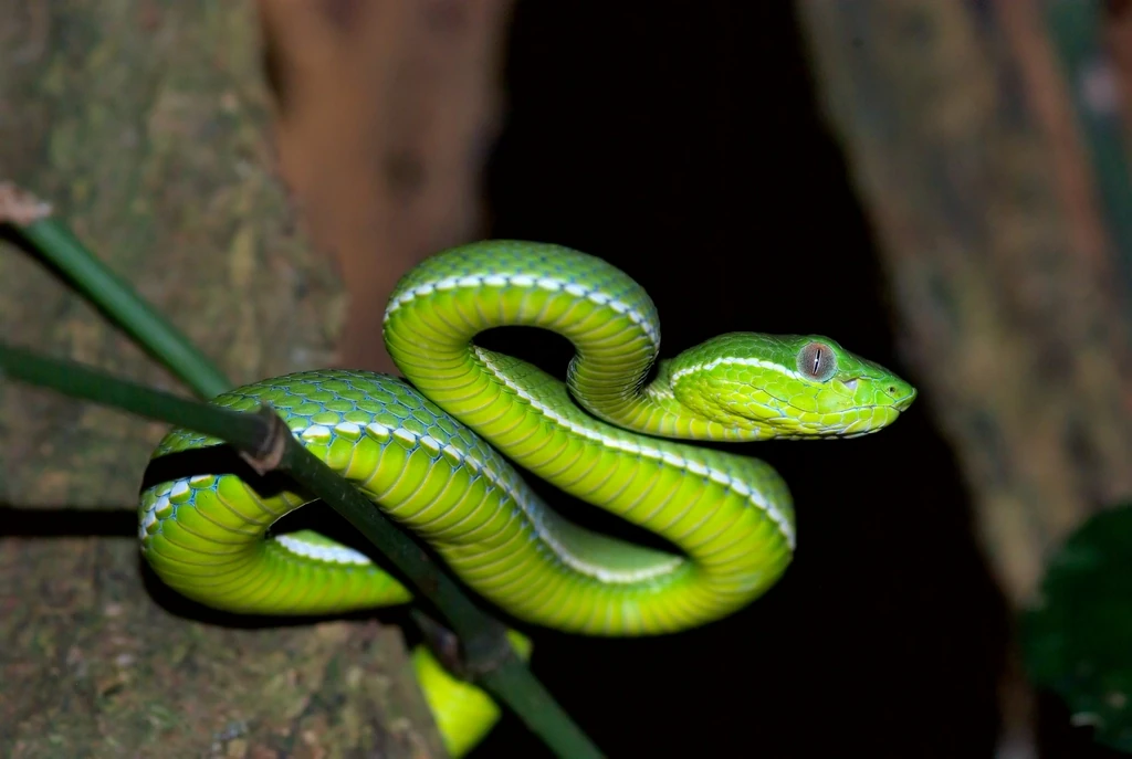 Chinese Tree Viper The Parody Wiki FANDOM powered by Wikia