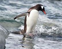 Penguin, Gentoo