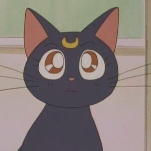 Luna The Cat Shaun The Sheep The Parody Wiki Fandom