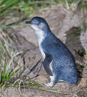 Penguin, Little