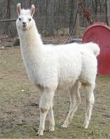 White Llama