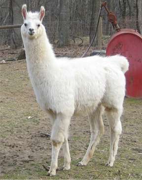 Cartoon Llama Names