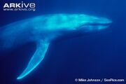 Whale, blue