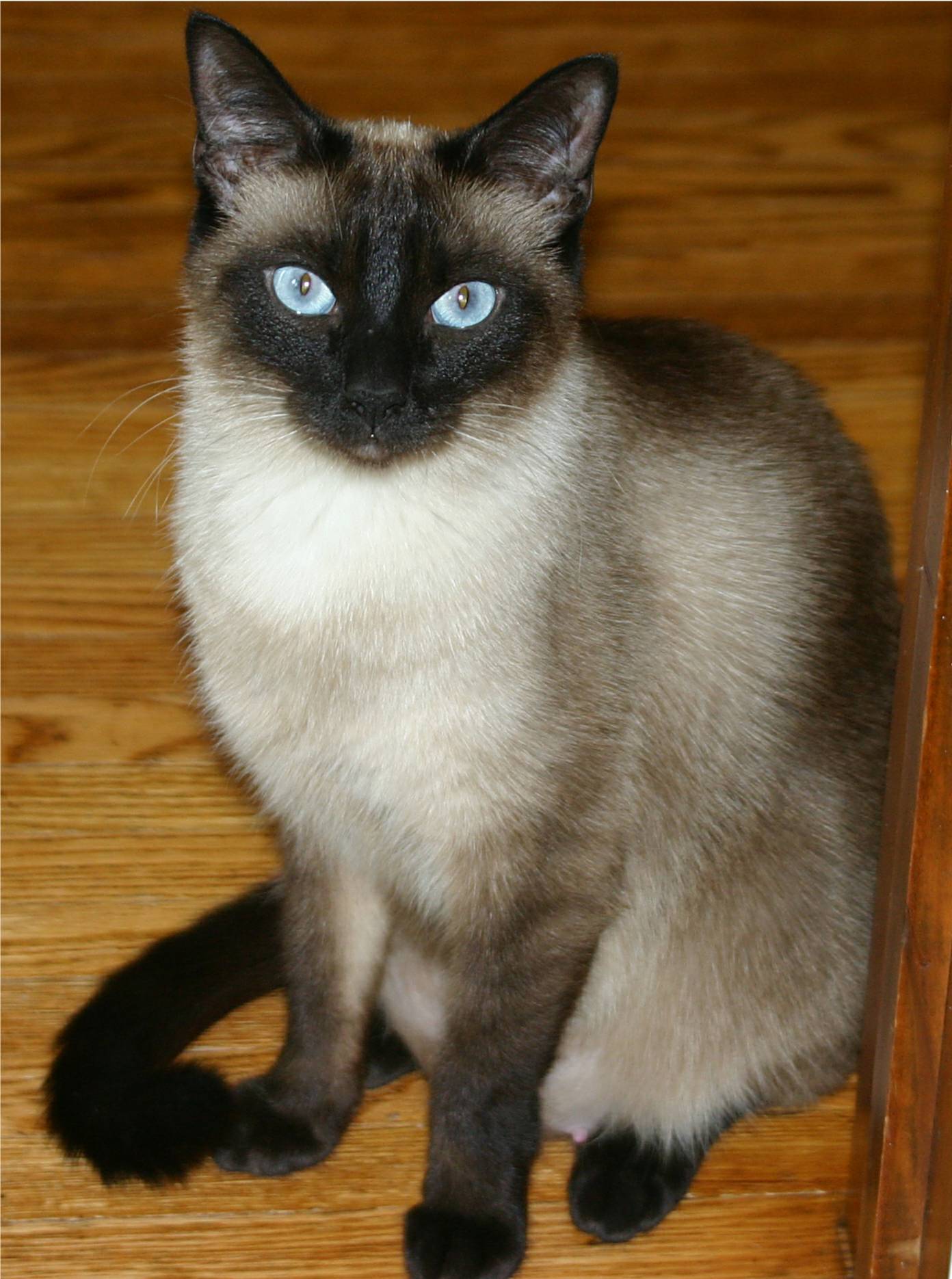 Image Siamese Catjpg The Parody Wiki FANDOM Powered By Wikia