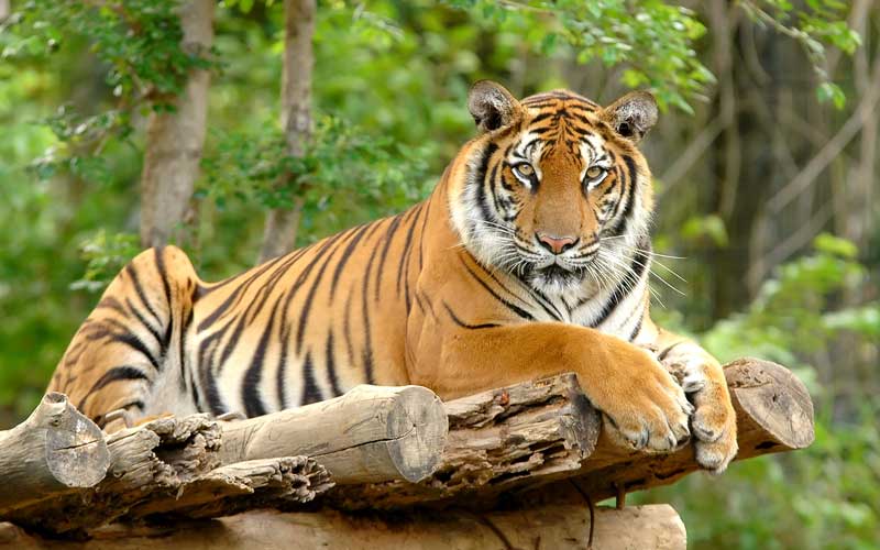 image bengal tiger jpg