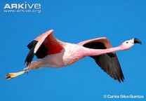 Flamingo, Andean
