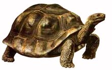Megalochelys