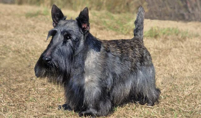 Scottish Terrier  The Parody Wiki  FANDOM powered by Wikia