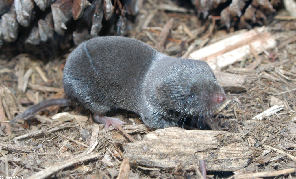 Northern Short-Tailed Shrew | The Parody Wiki | FANDOM powered by Wikia