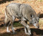 Wolf, red
