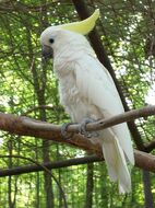 Cockatoo