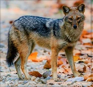 Indian Jackal | The Parody Wiki | FANDOM powered by Wikia