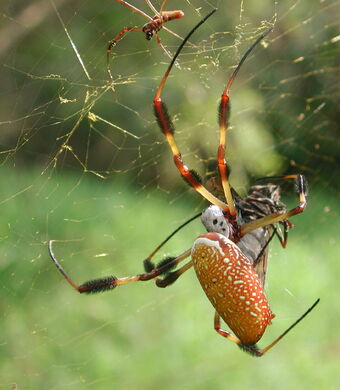 Golden Silk Orb Weaver Spider The Parody Wiki Fandom