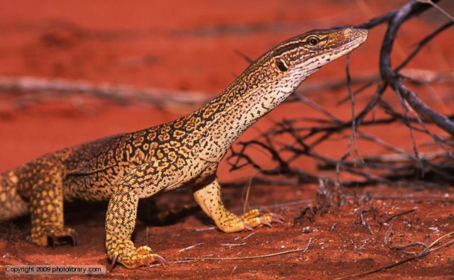 Sand Goanna | The Parody Wiki | FANDOM powered by Wikia meerkat diagram 