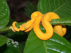 Viper, Eyelash Pit