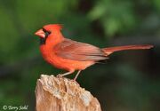 Cardinal