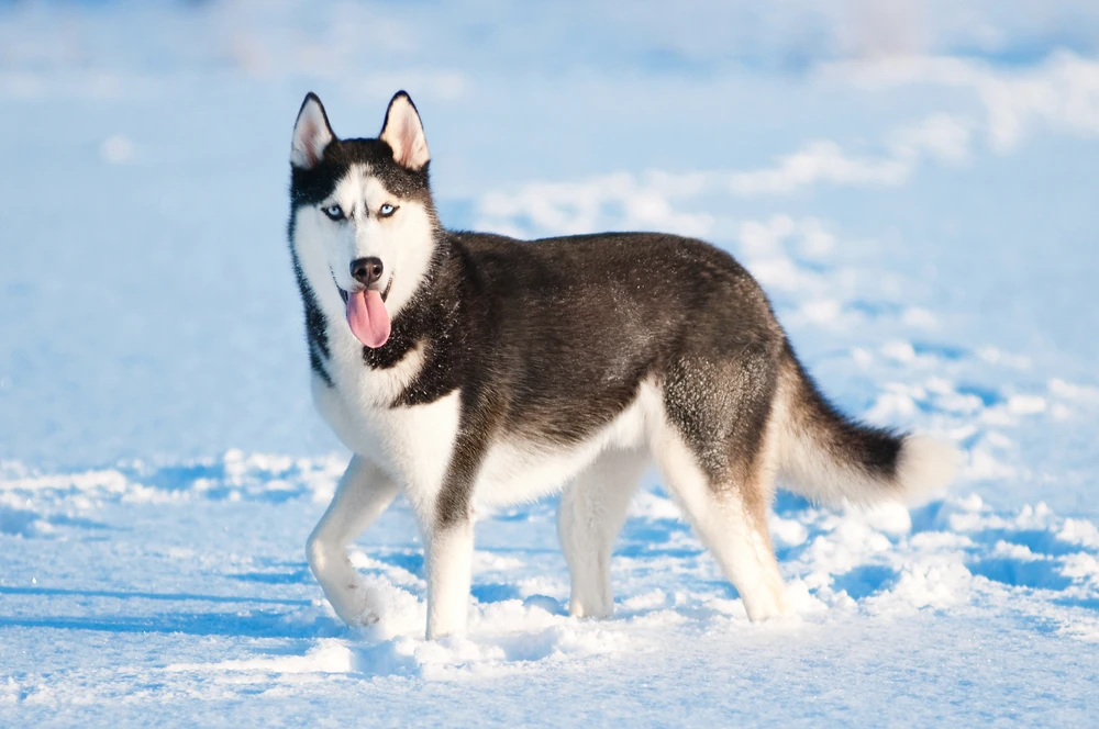 Siberian Husky The Parody Wiki FANDOM powered by Wikia Siberian Husky The Parody Wiki FANDOM powered by Wikia